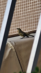 Thraupis palmarum palmarum