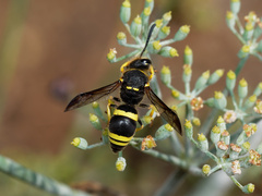 Ancistrocerus biphaleratus