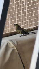 Thraupis palmarum palmarum