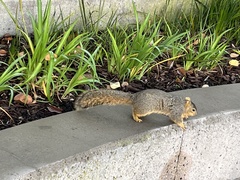 Sciurus niger