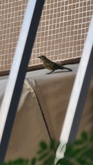 Thraupis palmarum palmarum