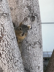 Sciurus niger