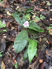 Brunfelsia grandiflora