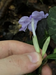 Brunfelsia grandiflora