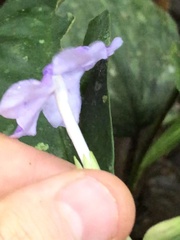 Brunfelsia grandiflora