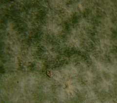 Golovinomyces sordidus