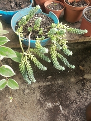 Sedum burrito