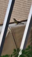 Thraupis palmarum palmarum