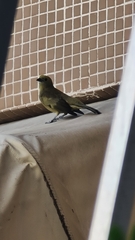 Thraupis palmarum palmarum
