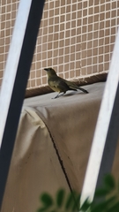 Thraupis palmarum palmarum