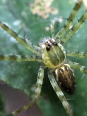 Thaumasia