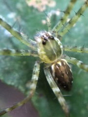 Thaumasia