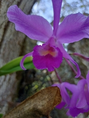 Cattleya trianae