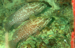 Cephalopholis cruentata
