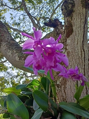Cattleya trianae