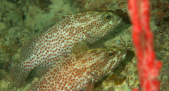 Cephalopholis cruentata