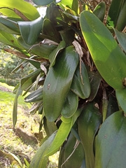 Cattleya trianae