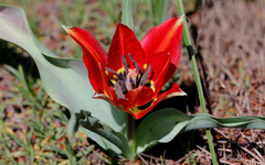 Tulipa agenensis