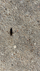 Euborellia annulipes