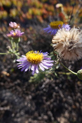 Erigeron blochmaniae