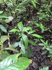 Stenostephanus