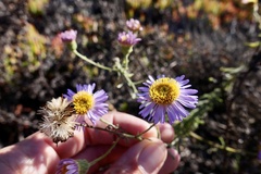 Erigeron blochmaniae