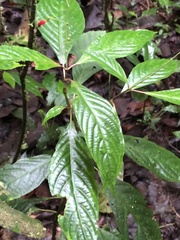 Stenostephanus