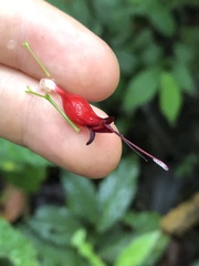 Stenostephanus