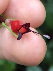 Stenostephanus