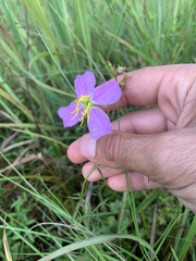 Rhexia cubensis