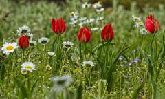 Tulipa agenensis