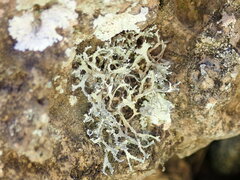 Heterodermia leucomelos