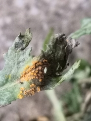 Puccinia lagenophorae