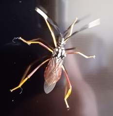 Holhymenia histrio