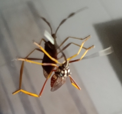 Holhymenia histrio