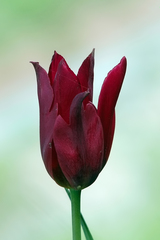 Tulipa armena