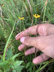 Coreopsis leavenworthii