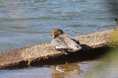 Mergus serrator