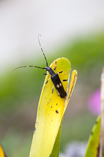 Arrhythmus rugosipennis (Arrhythmus rugosipennis)