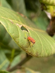 Coleoptera