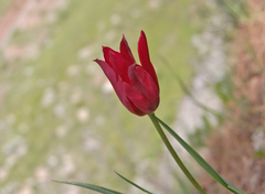 Tulipa armena