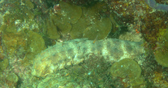 Holothuria thomasi
