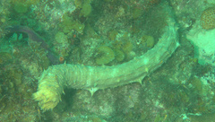 Holothuria thomasi