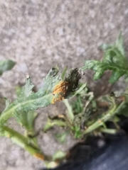 Puccinia lagenophorae