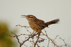 Campylorhynchus yucatanicus