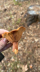 Lactarius rubidus