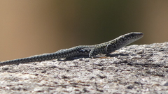 Podarcis guadarramae guadarramae