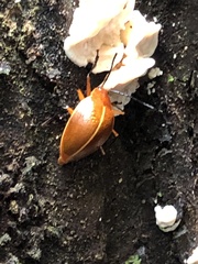 Ellipticus dorbignyi