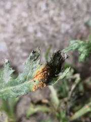 Puccinia lagenophorae