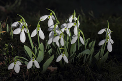 Galanthus elwesii